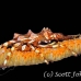 crab_xeno_kbrbs3_h_0182_sul6560.jpg
